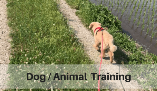 dog/animal training -sherpa pet service